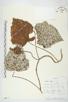 槭葉小牽牛藏品圖，第1張