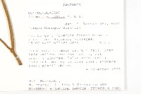 槭葉小牽牛藏品圖，第2張