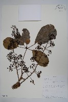 登錄號:S096429藏品圖，第1張