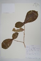 登錄號:S096431藏品圖，第1張