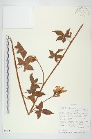 登錄號:S096442藏品圖，第1張