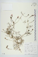 蔦蘿藏品圖，第1張