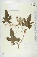 登錄號:S096448藏品圖，第1張