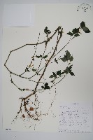 登錄號:S096452藏品圖，第1張