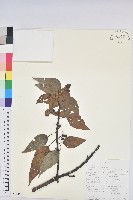 登錄號:S096455藏品圖，第1張