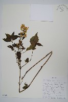 登錄號:S096457藏品圖，第1張