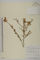 登錄號:S096462藏品圖，第1張