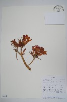 沙漠玫瑰藏品圖，第1張