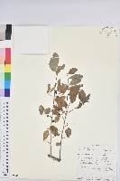 密花白飯樹藏品圖，第1張