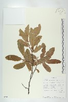 登錄號:S096470藏品圖，第1張