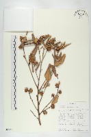 登錄號:S096479藏品圖，第1張