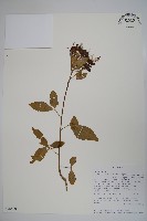 登錄號:S096480藏品圖，第1張