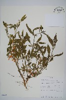 節節花藏品圖，第1張