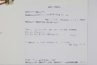 節節花藏品圖，第2張