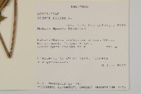 白花鬼針藏品圖，第2張