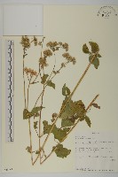 霍香薊藏品圖，第1張