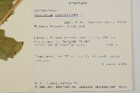 霍香薊藏品圖，第2張