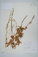 登錄號:S096489藏品圖，第1張