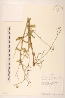 登錄號:S096491藏品圖，第1張