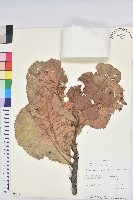 登錄號:S096493藏品圖，第1張