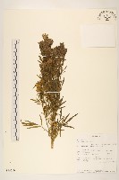 印加孔雀草藏品圖，第1張