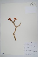 沙漠玫瑰藏品圖，第1張