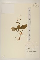 矮菊藏品圖，第1張