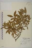 黃氏衛矛藏品圖，第1張