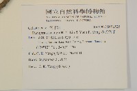 黃氏衛矛藏品圖，第2張