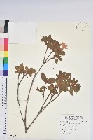 金毛杜鵑藏品圖，第1張