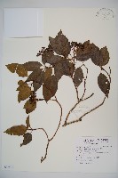 高山莢迷藏品圖，第1張