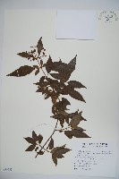 狹葉莢迷藏品圖，第1張