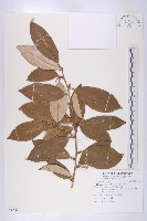 慈恩胡頹子藏品圖，第1張