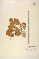 臺灣款冬藏品圖，第1張