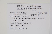 大花細辛、馬蹄香藏品圖，第2張