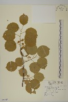 大葉南蛇藤藏品圖，第1張