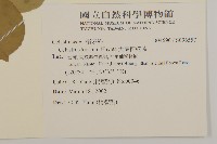 大葉南蛇藤藏品圖，第2張