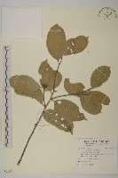 南華南蛇藤，青江藤藏品圖，第1張