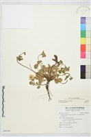 登錄號:S096564藏品圖，第1張