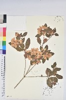 馬銀花藏品圖，第1張