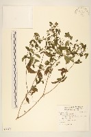 豨薟藏品圖，第1張