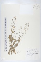 獨行菜藏品圖，第1張