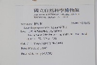 樟葉槭, 飛蛾子樹藏品圖，第2張