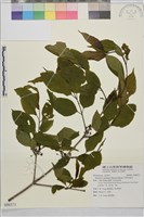 中原氏鼠李藏品圖，第1張