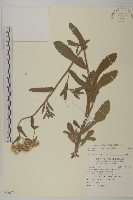 日本假蓬藏品圖，第1張