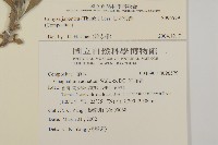 日本假蓬藏品圖，第2張