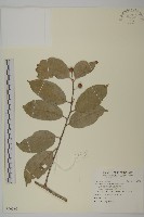 南華南蛇藤，青江藤藏品圖，第1張