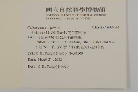 南華南蛇藤，青江藤藏品圖，第2張