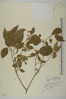 卵葉刺果衛矛藏品圖，第1張