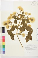 銹毛鐵線蓮藏品圖，第1張